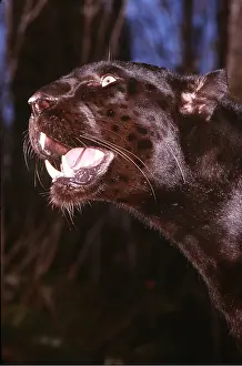 Mary Clay: BLACK LEOPARD - close-up, mouth open, side on