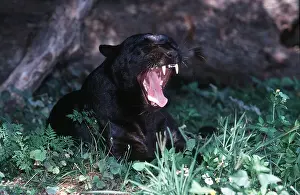 Jaws: BLACK LEOPARD - roaring