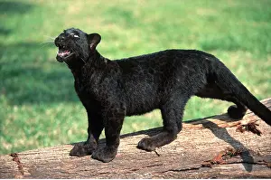 Leopards: BLACK LEOPARD - snarling