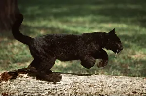 Leopards: BLACK LEOPARD - young running along tree trunk