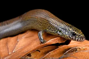 Skink: Black-lined skink (Amphiglossus macrocercus), Madagascar