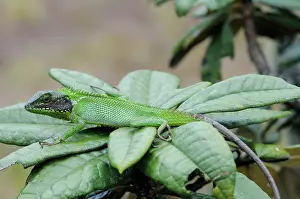 Agama: Black-Lipped Agama Lizard
