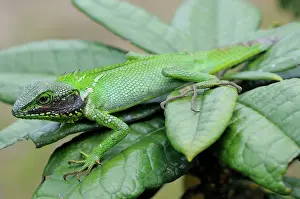 Agama: Black-Lipped Agama Lizard