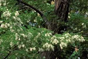 Acacias: Black Locust / False Acacia Tree - flowering