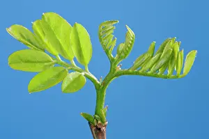 Locust: Black Locust - leaf development