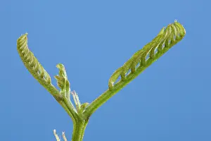 Locust: Black Locust - leaf development