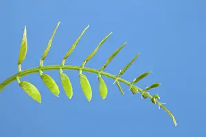 Locust: Black Locust - leaf development
