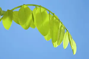Locust: Black Locust - leaf development