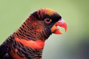 Lori: Black lorikeet, adult portrait, Mount Lofty, dusky