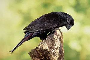 Lory: Black Lory