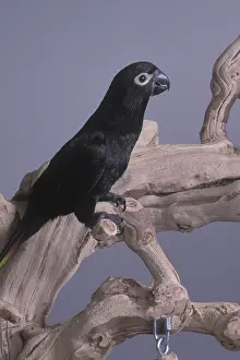 Lorries: Black Lory