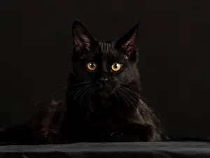 230518: Black Main Coon cat against black, Germany, Europe