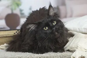 Coons: Black Maine Coon cat indoors