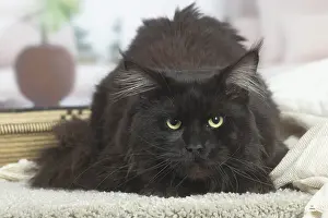 Coons: Black Maine Coon cat indoors