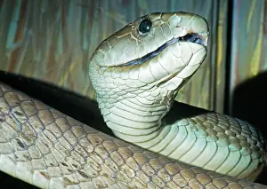Mamba: Black Mamba