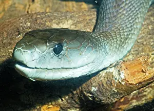 Mamba: Black Mamba
