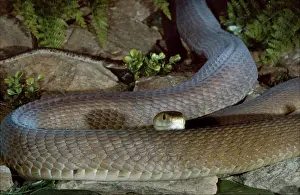 Mamba: Black Mamba