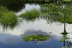 Mamba: Black Mamba