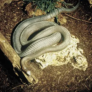 Mamba: Black Mamba