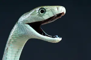 Mamba: Black mamba (Dendroaspis polylepis), Uganda