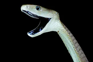 Mamba: Black mamba (Dendroaspis polylepis), Uganda