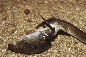 Mamba: Black Mamba Eating Rodent