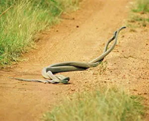 Mamba: Black Mamba - males in combat