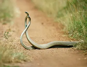 Mamba: BLACK MAMBA - Males in combat