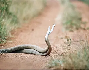 Mamba: BLACK MAMBA - males in combat