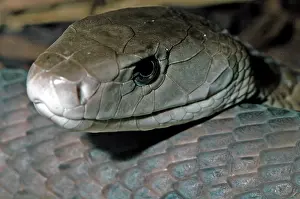 Mamba: Black Mamba Snake