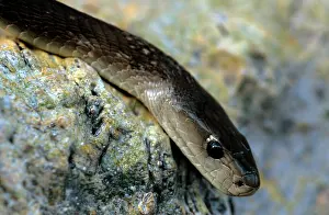 Mamba: Black Mamba SNAKE- head close-up