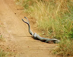 Attacking: Black Mambas - males in combat