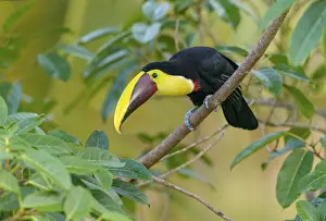 Housing: Black-manabilled Toucan (Ramphastos ambiguus) - at Laguna Lagarto Lodge near Boca Tapada