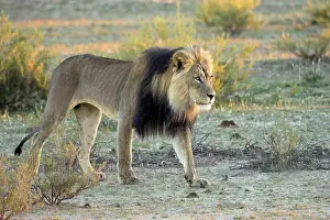 Manes: Lion