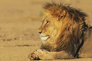 Botswana: Black-maned lion male resting in the morning sun of the