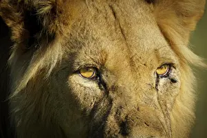 Stare: Black maned lion (Panthera leo) close up of his