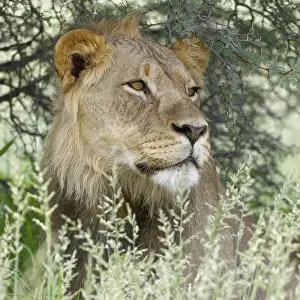 Hidden: Black-maned lion (Panthera leo vernayi), male sitting