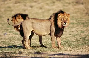Maned: Black-maned LION - side view, second lion behind first