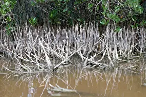 Nitida: Black Mangrove - aerial roots