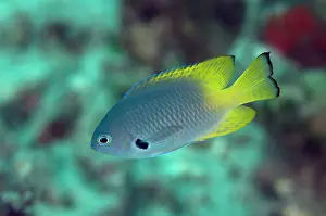 Damsel: Black-Margined Damsel