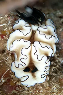 Gill: Black-margined Glossodoris Nudibranch