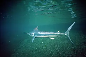 Makaira: Black Marlin