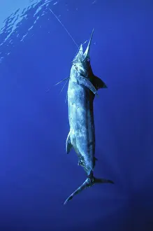 Osteichthyes: Black Marlin hooked on line