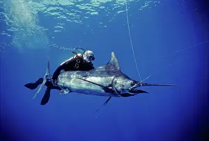 Hooked: Black Marlin on Longline
