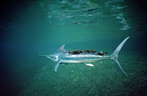 Makaira: Black Marlin - with parasites
