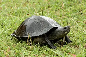 301120: Black Marsh Turtle (Siebenrockiella crassicollis), Turtle Co