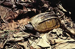Musk: Black Marsh Turtle (Siebenrockiella crassicollis)
