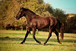 Majorca: Black Menorquin stallion, trotting on meadow, Majorca
