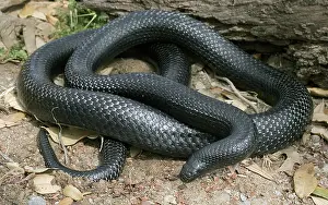 Lampropeltis: Black Milksnake
