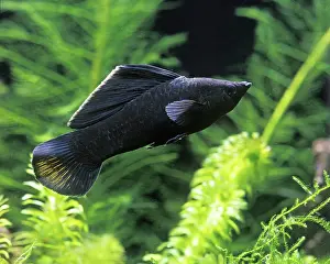Molly: Black Molly FISH